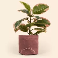 Continued Mary Jane Plant Bag (Corduroy)