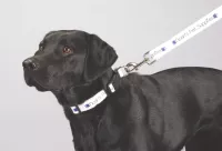 Full Color 1'' Wide Premium Pet Leash