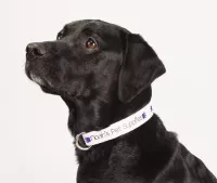 Full Color 1'' Wide Adjustable Pet Collar