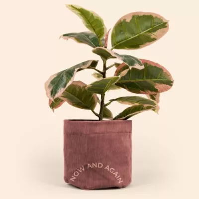Continued Mary Jane Plant Bag (Corduroy)