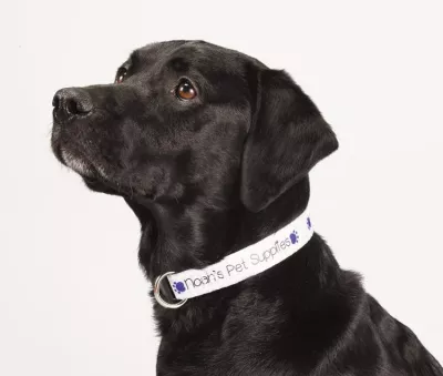 Full Color 1'' Wide Adjustable Pet Collar