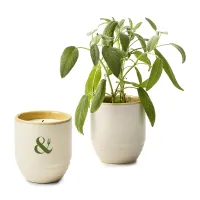 Modern Sprout Garden Vibes Candle/Planter - Golden Moments-Sage