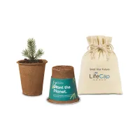 Modern Sprout? One For One Tree Kits - Spruce