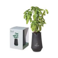 Modern Sprout? Tapered Tumbler Grow Kit - Black-Basil