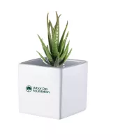 Mini Spencer Pot with Zebra Succulent