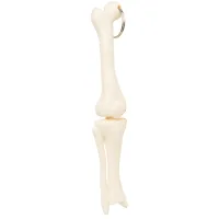 Knee Joint Keyring